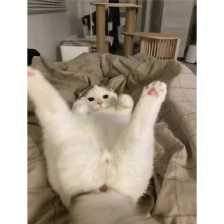 Стикер ♡котёночки♡ - 2