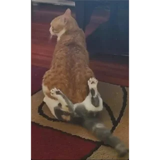 Стикер ♡котёночки♡ - 9