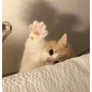 Стикер ♡котёночки♡ - 4