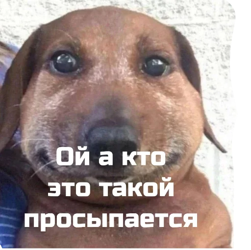 ой а кто это такой - 