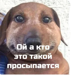 Sticker ой а кто это такой - 0