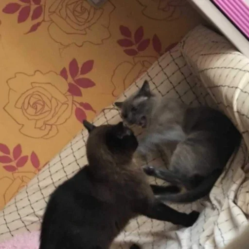 кошки малого и среднего размера комнатный домашняя кошка