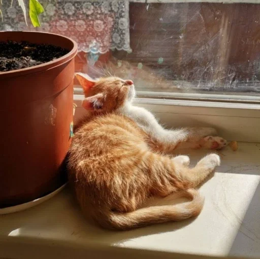 кошки малого и среднего размера кошачьи комнатный