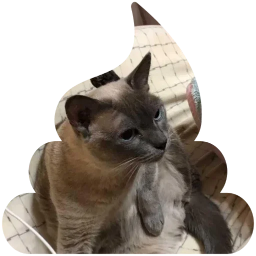 животное млекопитающее домашняя кошка