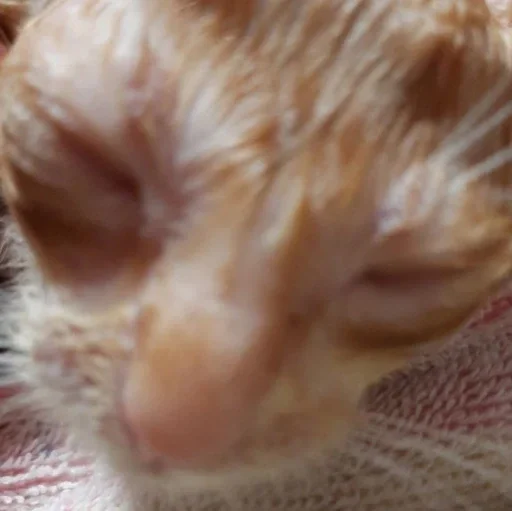 животное млекопитающее кошки малого и среднего размера