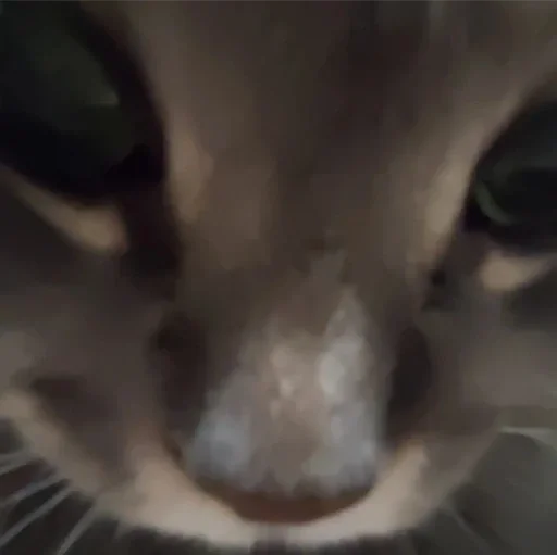 животное млекопитающее кошка