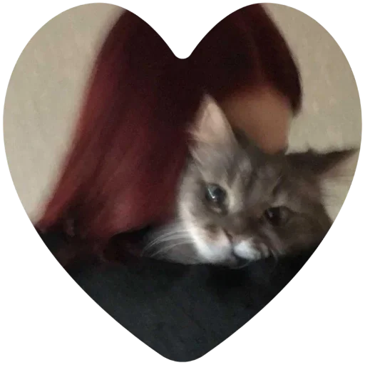 кошки малого и среднего размера млекопитающее животное