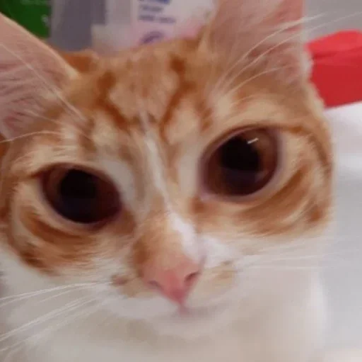 млекопитающее животное кошка