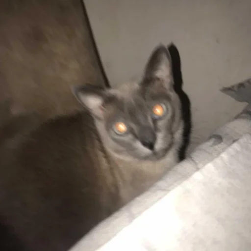 животное млекопитающее кошка