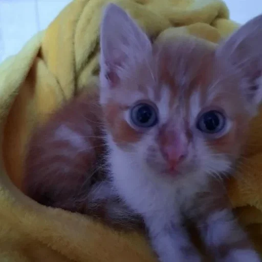 кошки малого и среднего размера кошка кошачьи