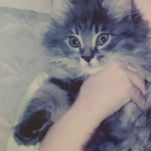 животное млекопитающее кошка