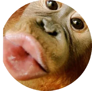 Стикер пон - 3