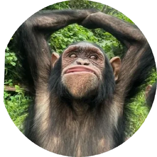 Стикер пон - 5