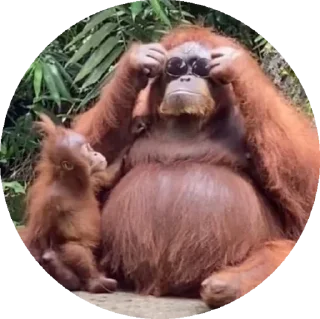 Стикер пон - 2