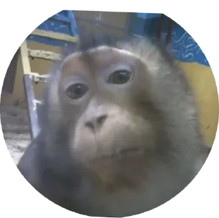 Стикер пон - 8