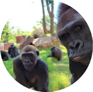 Стикер пон - 11