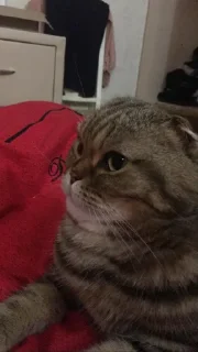 Стикер Типо мемы (Created By: @StikerProBot) - 3