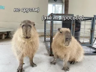 Стикер Больше стикеров 👉🏻 @stickertg4 - 11