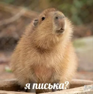 Стикер Больше стикеров 👉🏻 @stickertg4 - 3