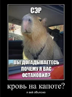 Стикер Больше стикеров 👉🏻 @stickertg4 - 0