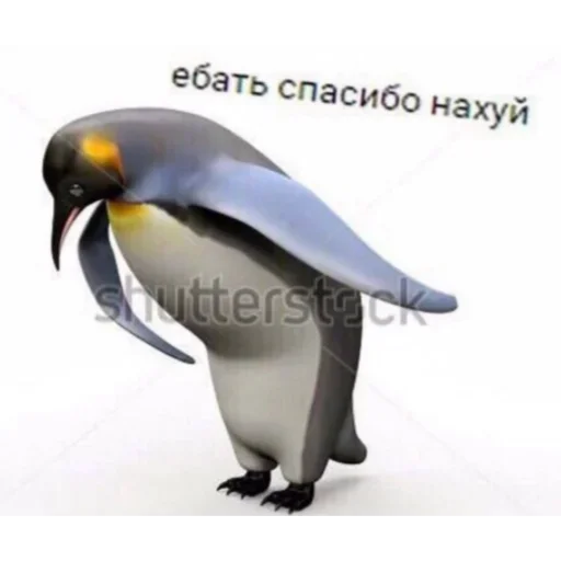 животное пингвин водная птица