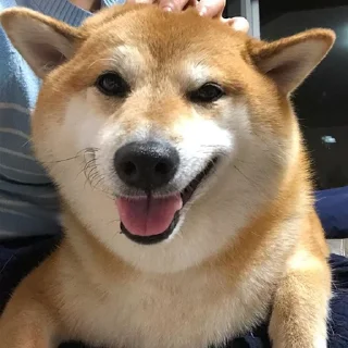 Стикер eMeDogsV2 - 11