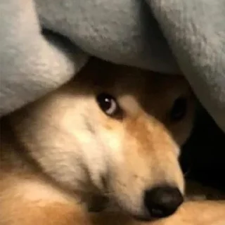 Стикер eMeDogsV2 - 1