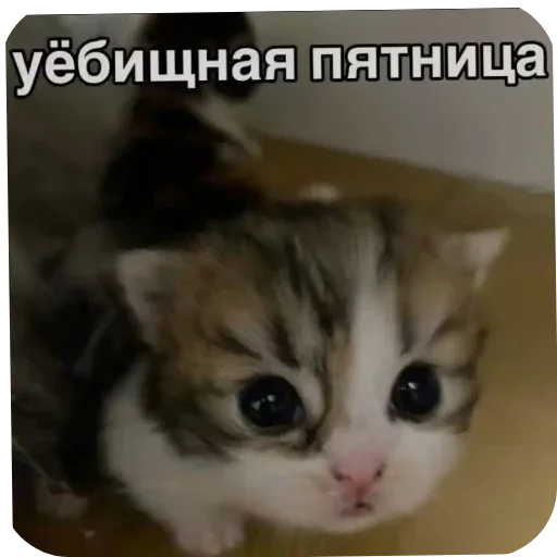 Sticker eSsFblJ_by_achestickbot - 1