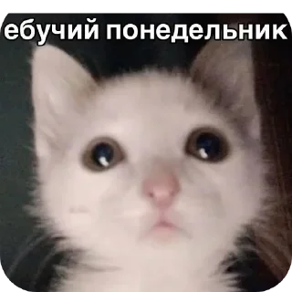 Sticker Больше стиков тут: @stikery4 - 1