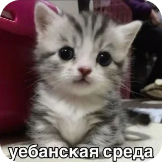 Sticker Больше стиков тут: @stikery4 - 0