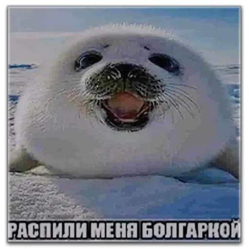 Стикер мемсы - 1