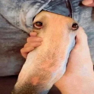 Стикер @chechetka_begemota 1 - 6