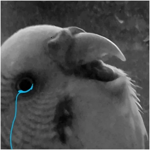 Sticker 🦅 by @fStikBot - 3