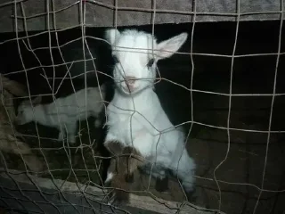 Стикер lovelovelove - 11