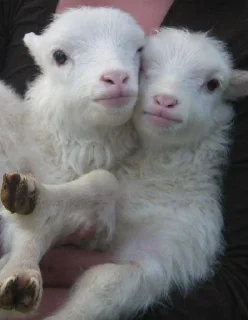 Стикер lovelovelove - 1