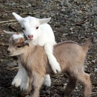 Стикер lovelovelove - 4