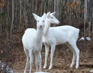 Стикер lovelovelove - 3