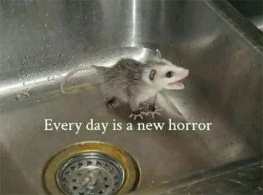 mammal mouse sink