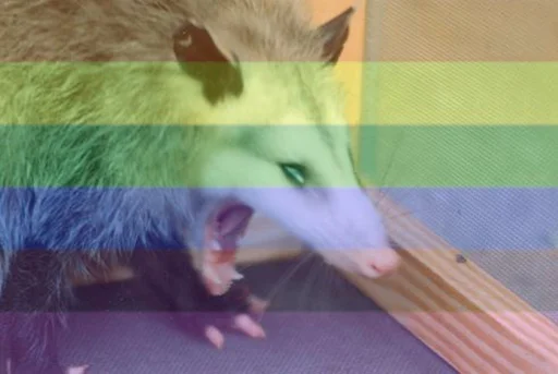 mammal animal indoor