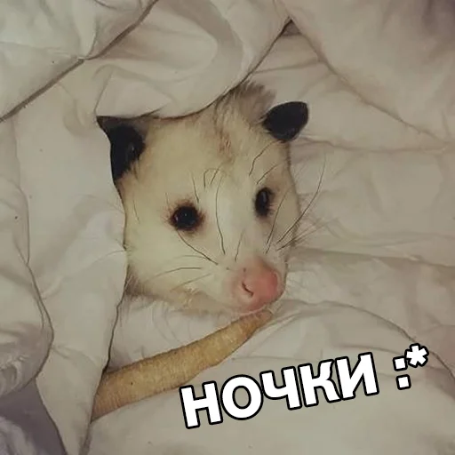 mammal animal indoor