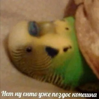 Стикер Ebobo - 0