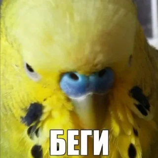 Стикер Ebobo - 9