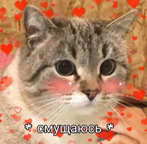 /ᐠ. ｡.ᐟ\ᵐᵉᵒʷ ˎˊ˗ @e4zybot - 