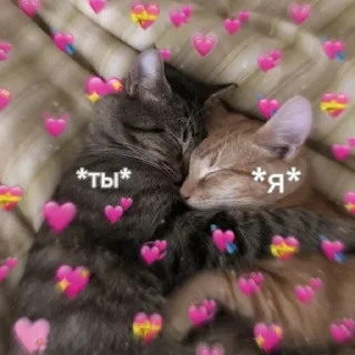 Sticker /ᐠ. ｡.ᐟ\ᵐᵉᵒʷ ˎˊ˗ @e4zybot - 1