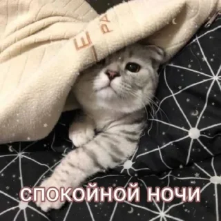 Sticker /ᐠ. ｡.ᐟ\ᵐᵉᵒʷ ˎˊ˗ @e4zybot - 11