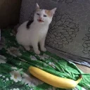 bananya - кошка