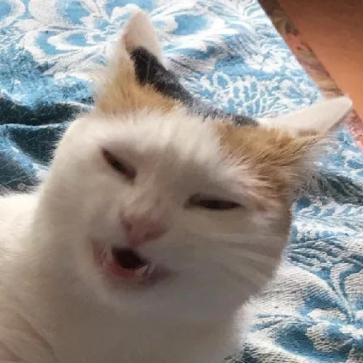 животное млекопитающее кошки малого и среднего размера