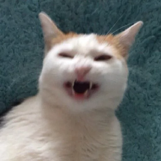 млекопитающее животное кошка