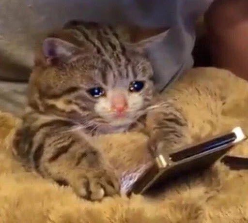 cat small to medium-sized cats mammal