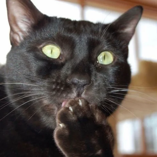 animal mammal domestic cat